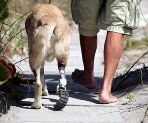 Cane con protesi ortopedica