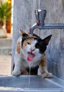 Il mio gatto ha molta sete