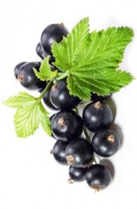 ribes nigrum per animali