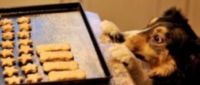 Biscotti e crocchette fatti in casa (anche vegan!)