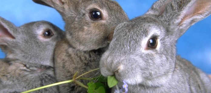 Oscar ed Elena: due conigli, un viaggio, il mio libro.
