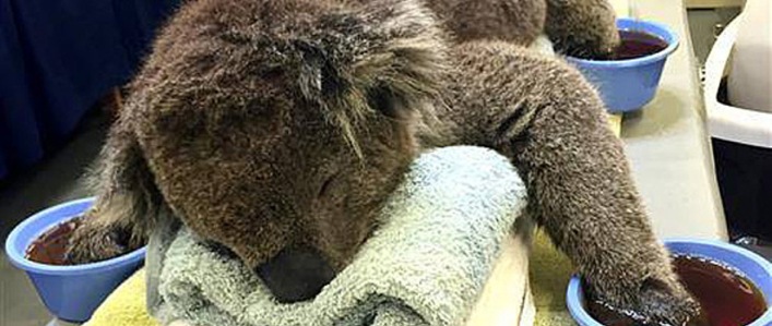 Guanti per koala… cercasi!