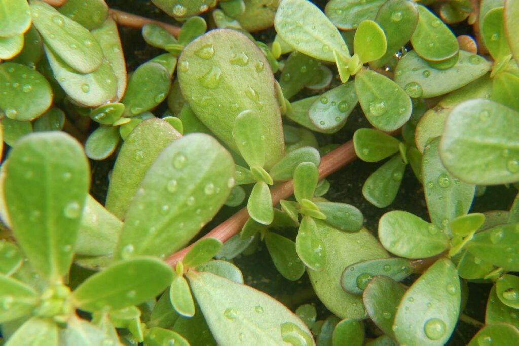 Portulaca