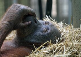 Il raccoglitore solitario: l’autismo negli animali non umani
